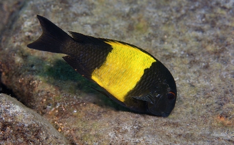 Tropheus sp. 'kaiser' Mkangazi